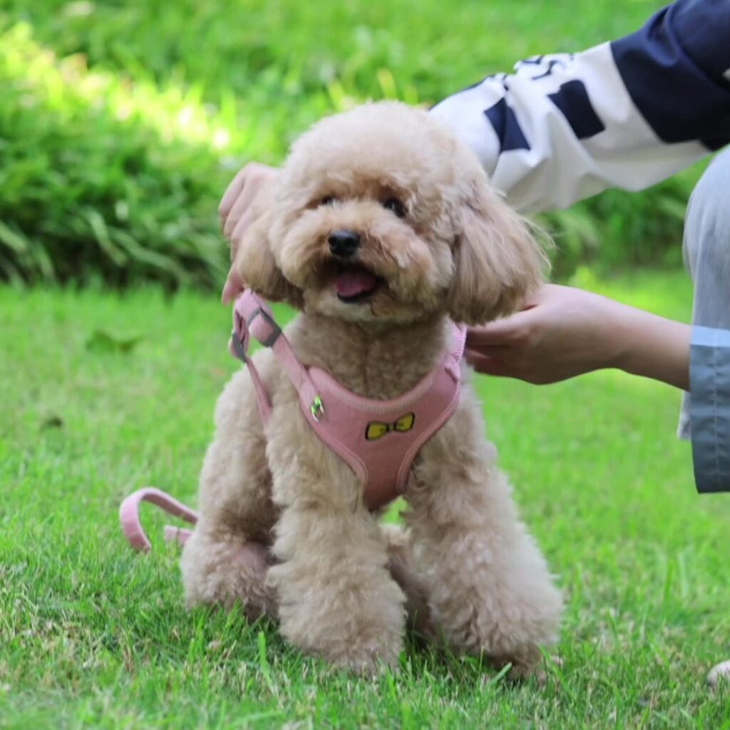 pet harness for small dogs