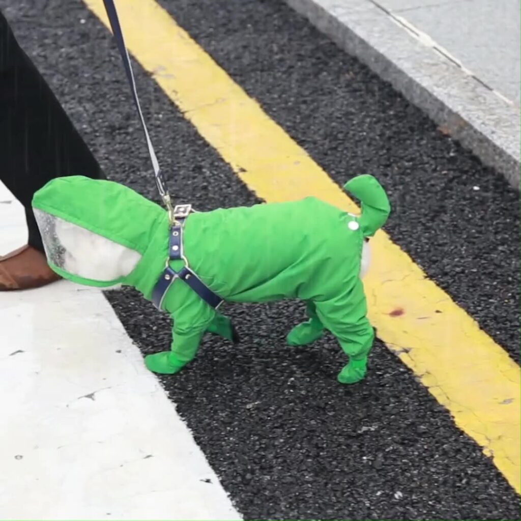 dog raincoat