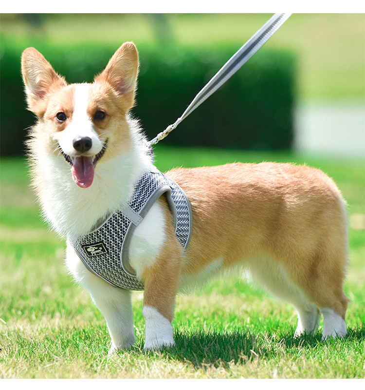 dogs harness