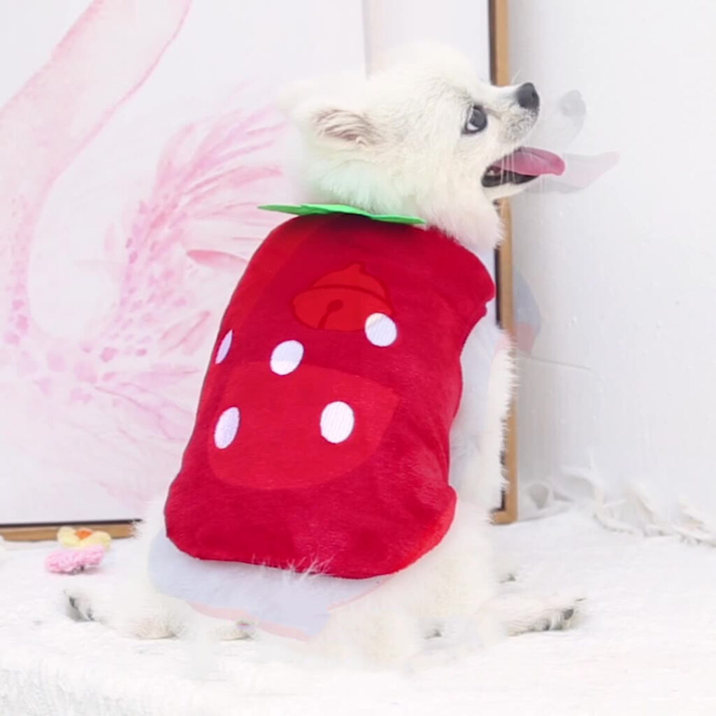 winter dog clothes