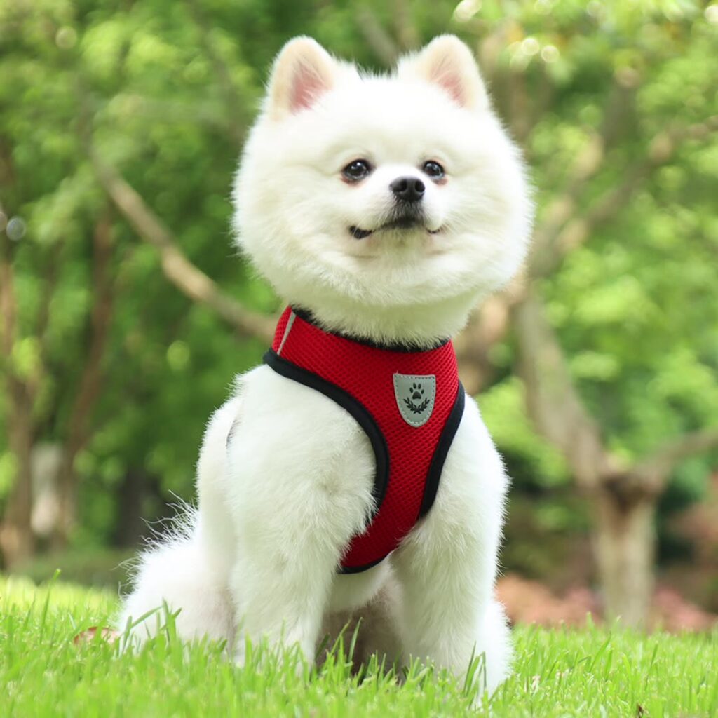 pet harness for dogs