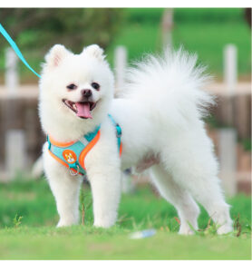 Pet Harness Small Dog 