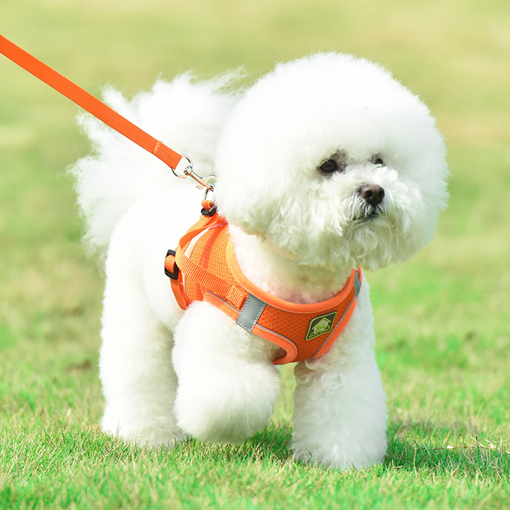 dog harnesses