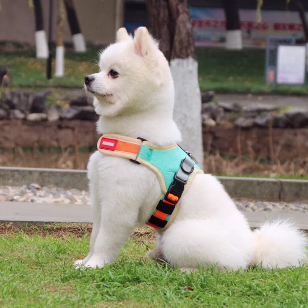 Escape Proof Small Dog Harness
