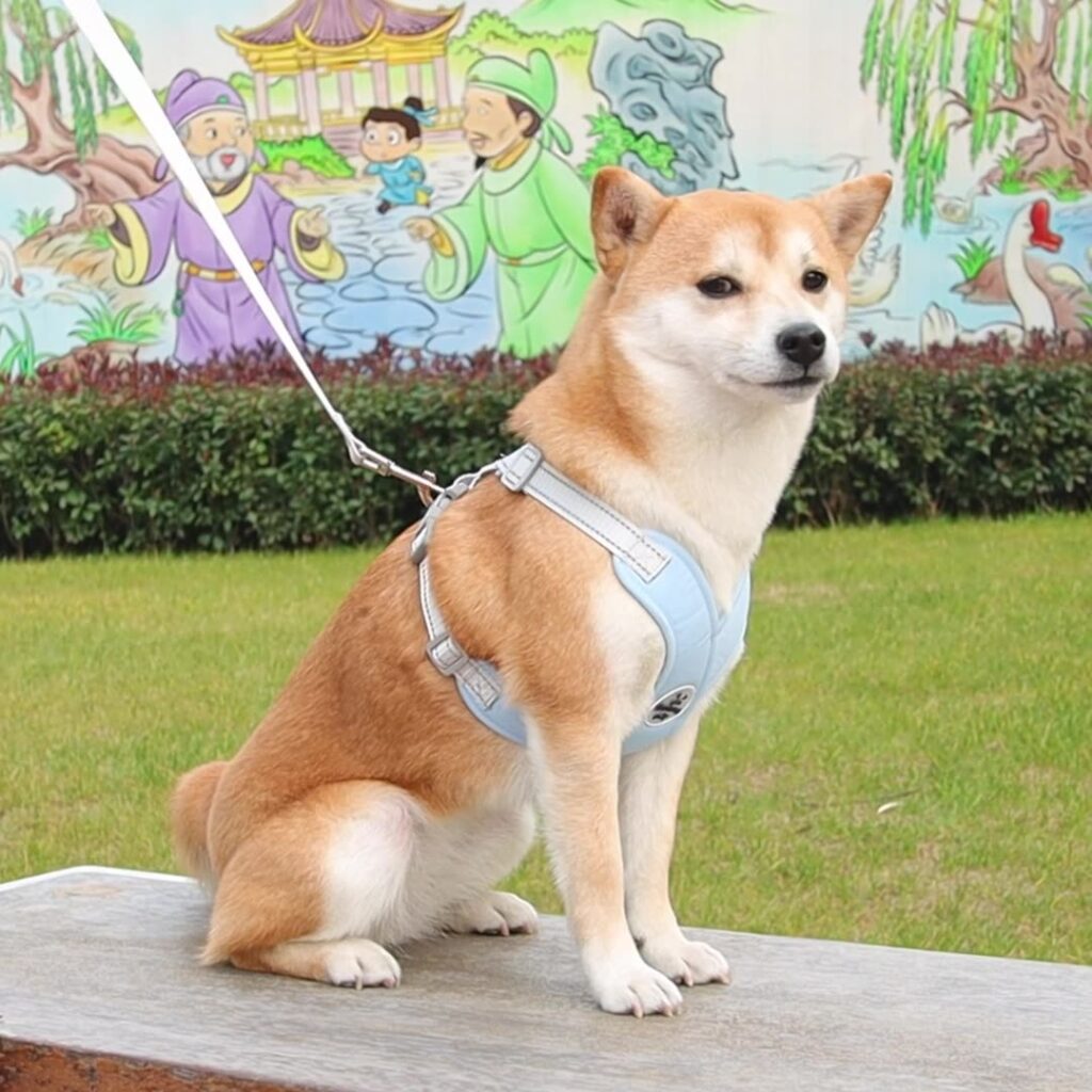 pet harness for dog