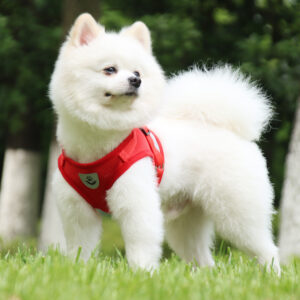 dog harness for small dog