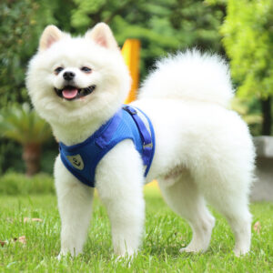 blue dog harness for small dog
