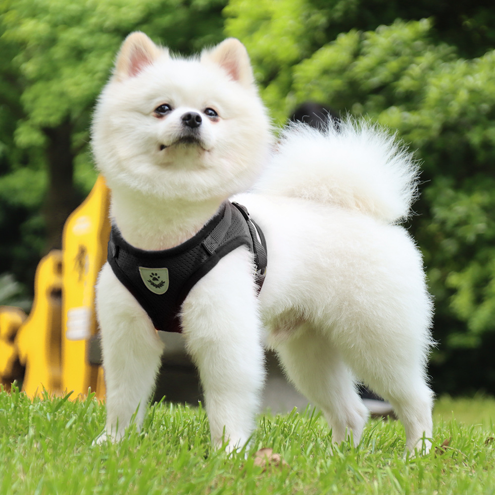 dog harness