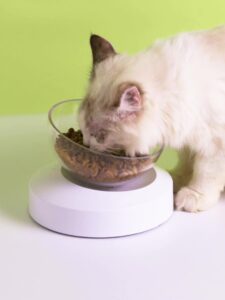 Shallow Cat Bowl​ 
